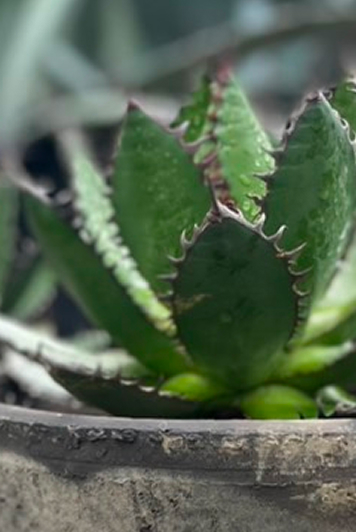 暮らしに溶け込むオーダーメイドの庭